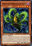 BLZD-AEC37 Predaplant Drosophyllum Hydra (N)