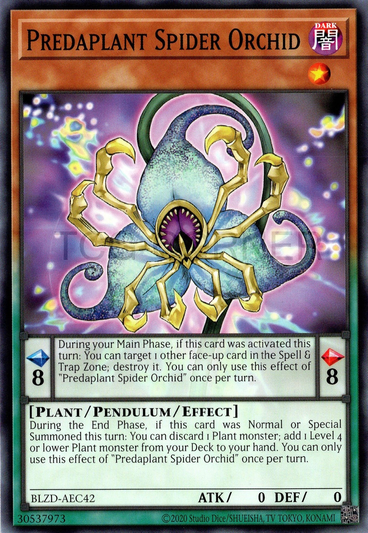 BLZD-AEC42 Predaplant Spider Orchid (N)