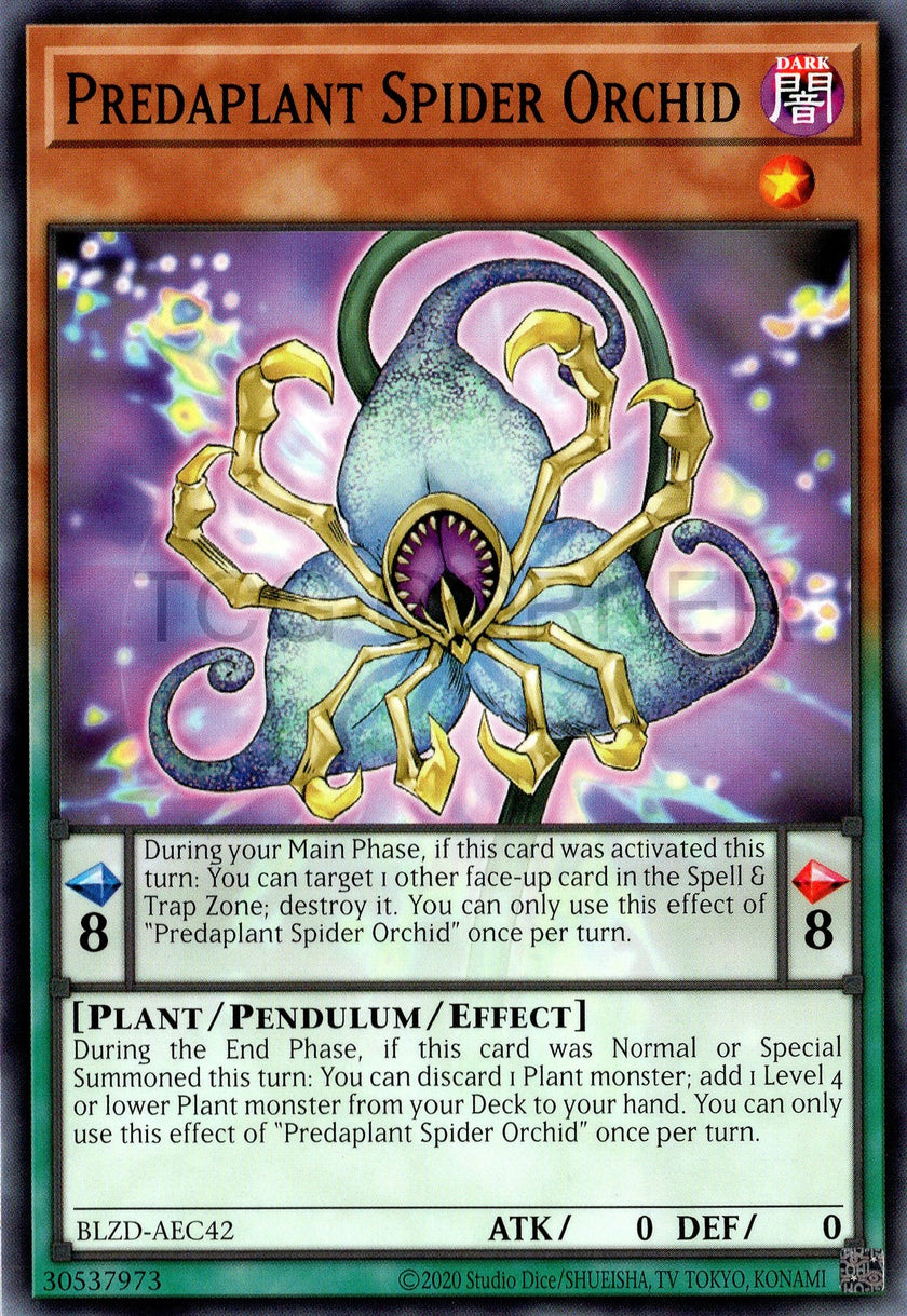 BLZD-AEC42 Predaplant Spider Orchid (N)