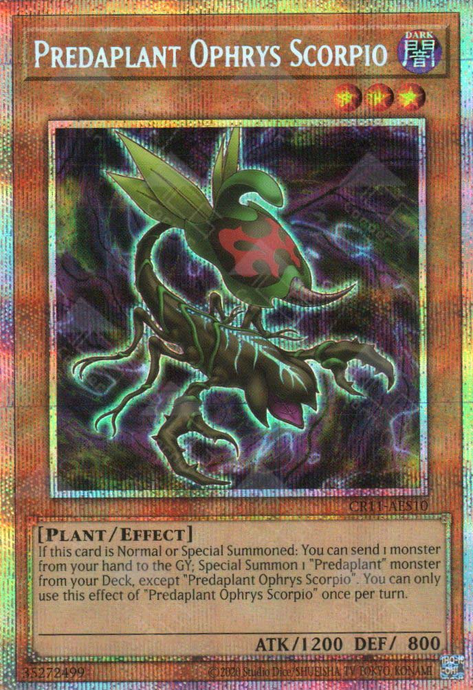 CR11-AES10 Predaplant Ophrys Scorpio (PSER)